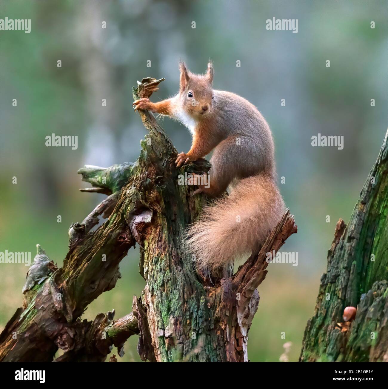 Red squirrel, Sciurus vulgaris Stock Photo