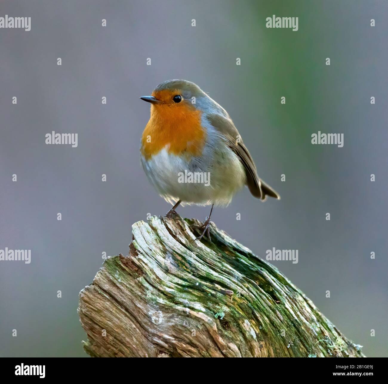 European robin, Erithacus rubecula Stock Photo
