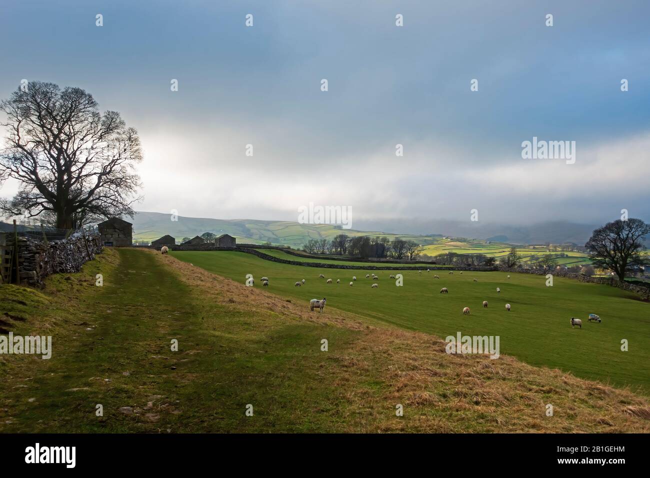 Sheep graze in fields near Hawes in Wensleydale, Yorkshire Dales Stock Photo