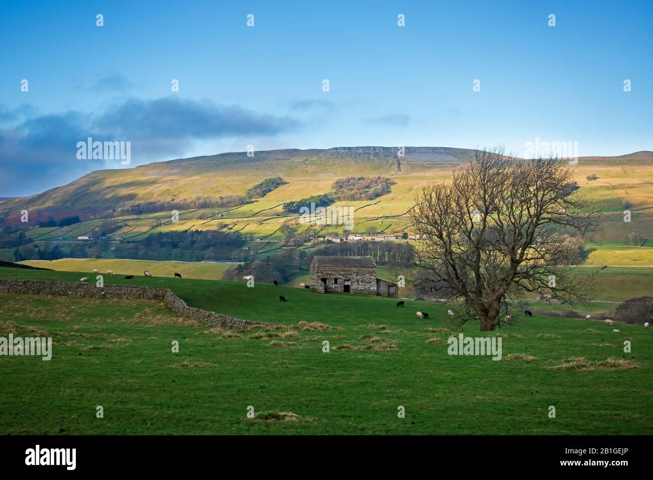 Stone Barn in Wensleydale, Yorkshire Dales, with views towards Askrigg Common Stock Photo