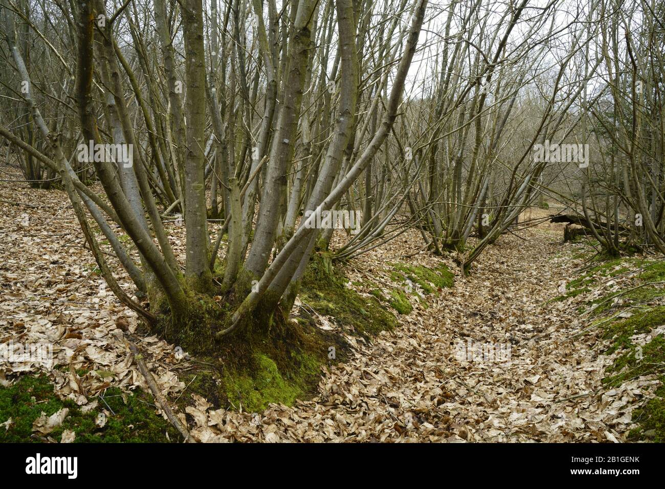 Sweet chestnut coppice in Sussex. Stock Photo