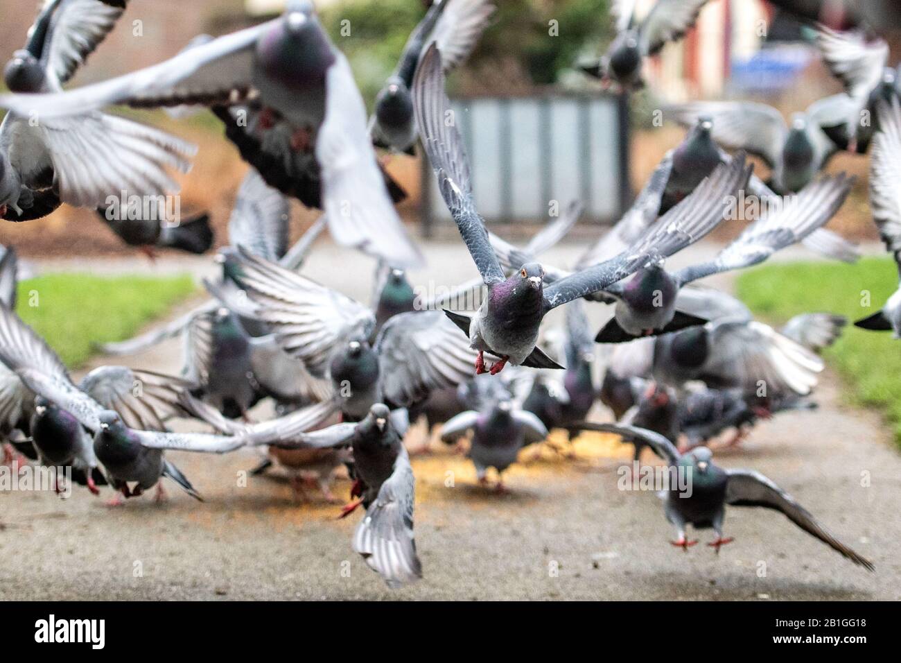 Pigeon, Pigeons, City centre, Street, Nicholson Square, birds Stock Photo