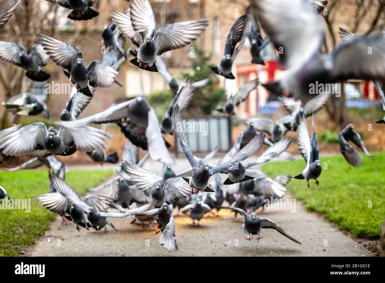 Pigeon, Pigeons, City centre, Street, Nicholson Square, birds Stock Photo