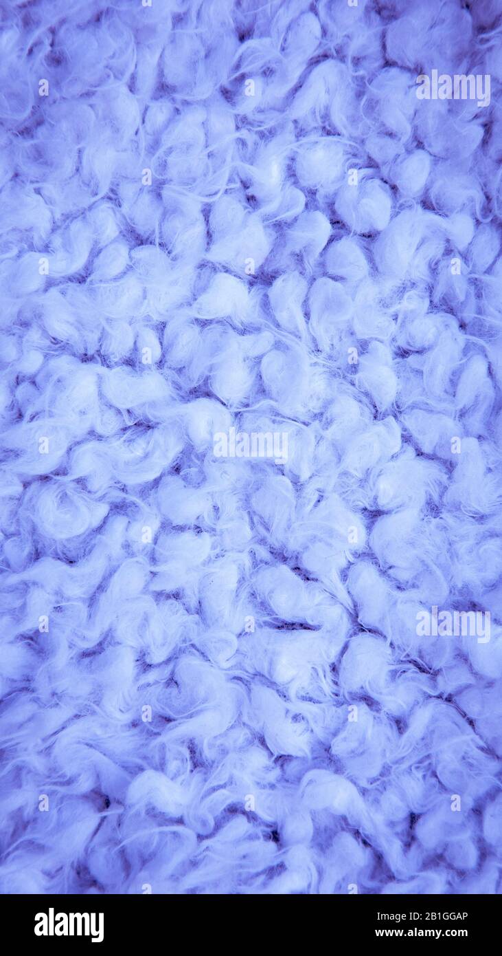 Close-up of wool, karakul, fur texture background. Vertical fur background. purple cotton, sheepskin texture. Stock Photo