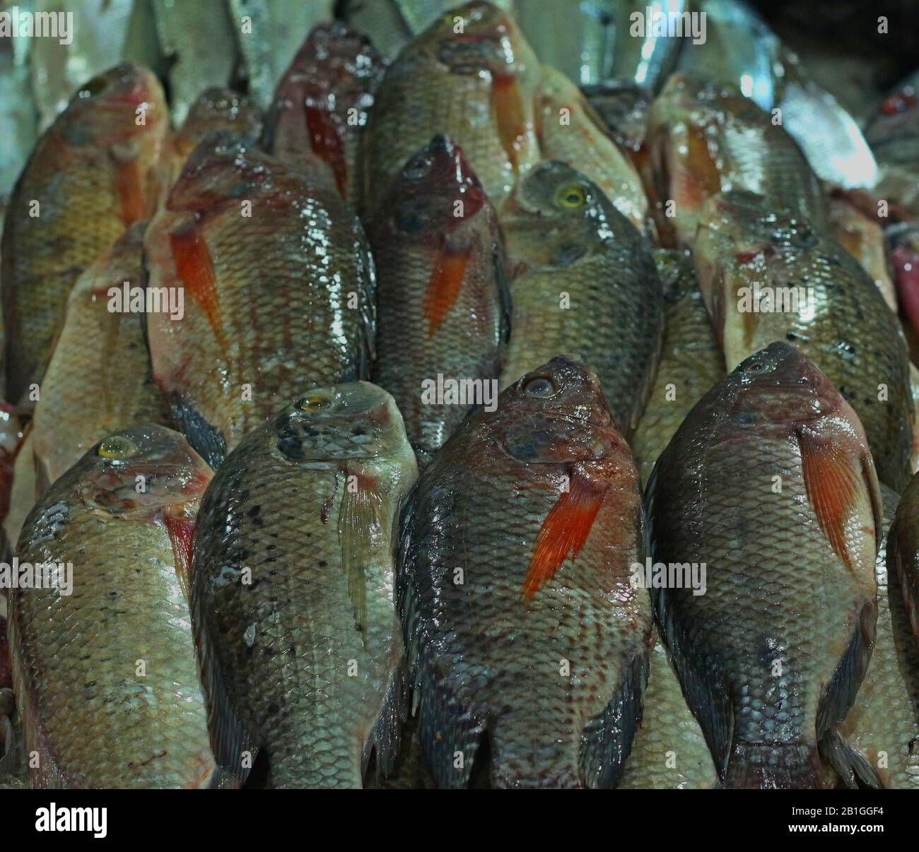 Tilapia farming hires stock photography and images Alamy
