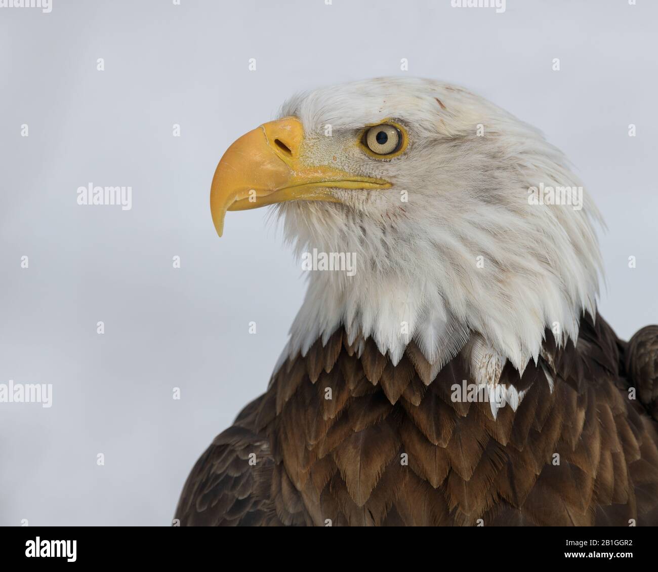 American bald eagle closeup portrait Stock Photo