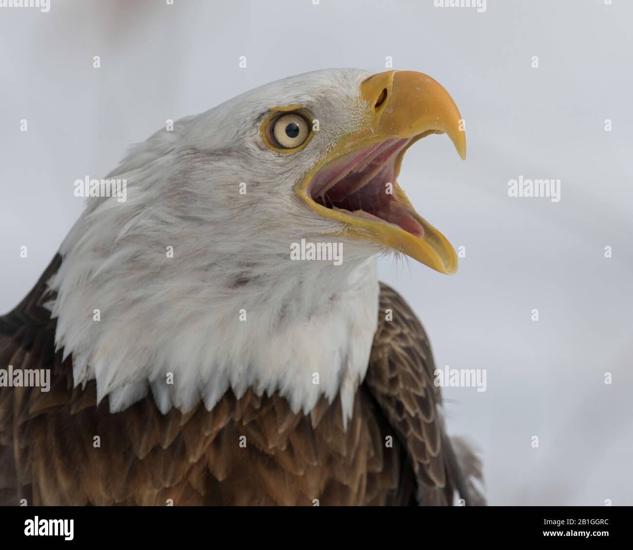 American bald eagle closeup portrait with open mouth Stock Photo