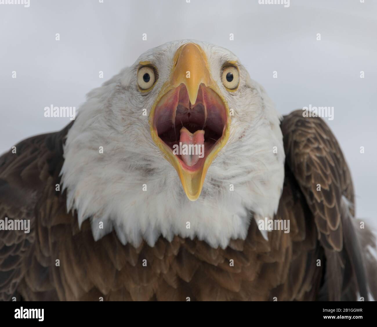 American bald eagle closeup portrait with open mouth Stock Photo