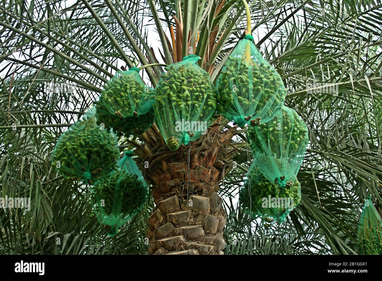 Date nets hi-res stock photography and images - Alamy