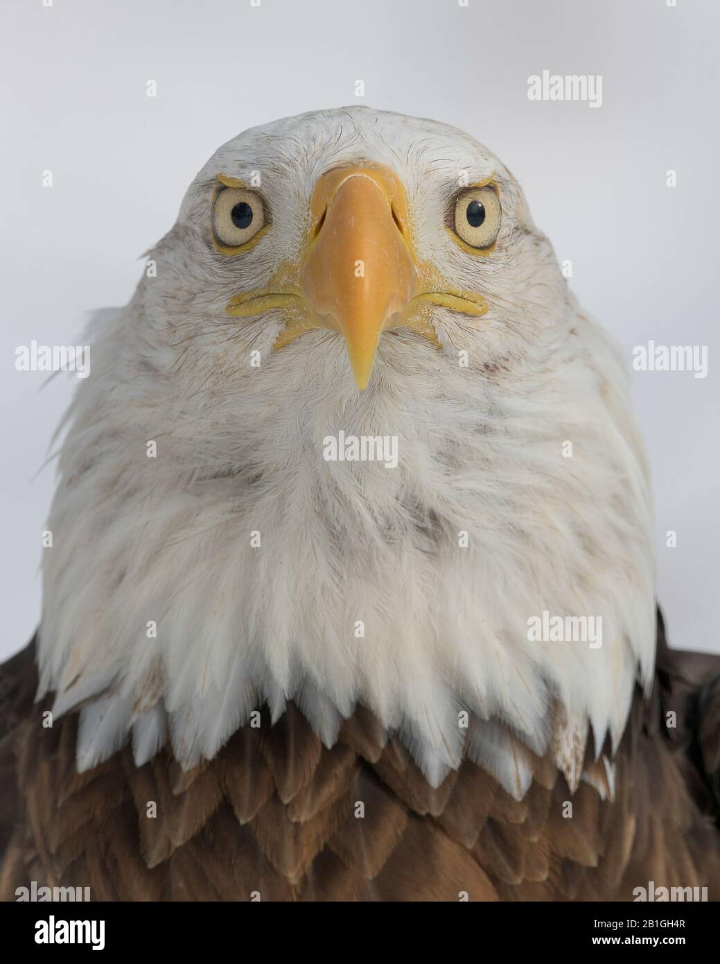 American bald eagle closeup portrait Stock Photo