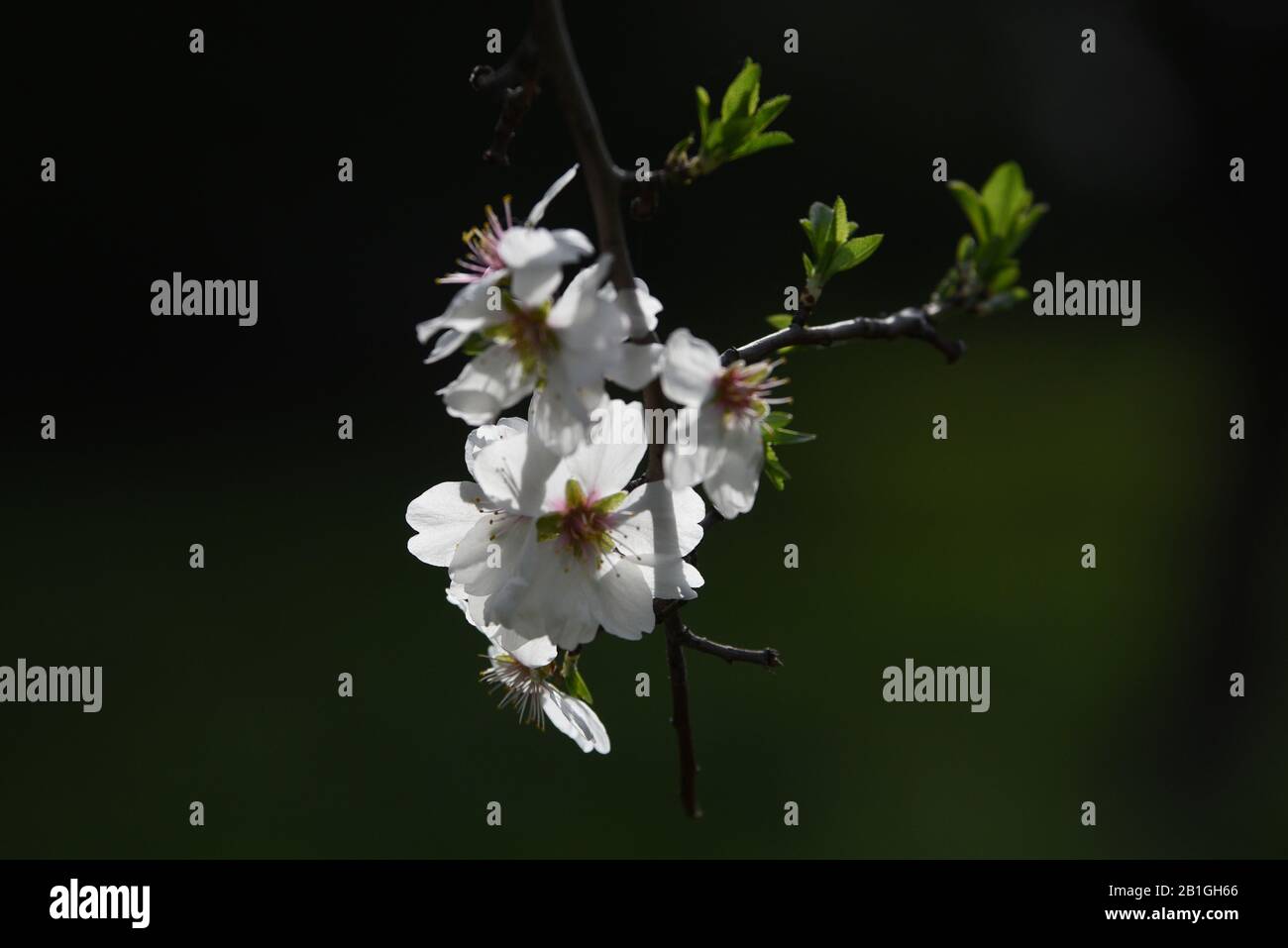 Madrid, Spain. 25th Feb, 2020. Almond tree flowers at the 'Quinta de los Molinos' park in Madrid.Almond trees blossom due to the high temperatures of the last days. Credit: Jorge Sanz/SOPA Images/ZUMA Wire/Alamy Live News Stock Photo