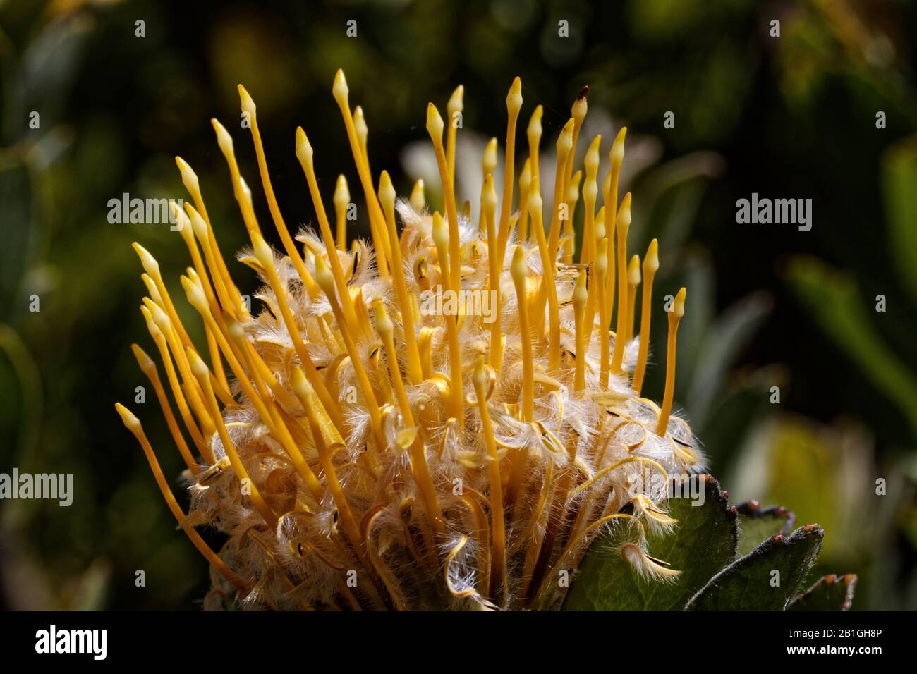 Leucospermum conocarpodendron, is the largest species of the genus reaching almost tree-like proportions of 5–6 m (16–20 ft) high. Stock Photo
