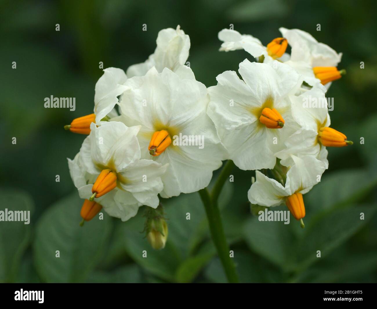 Flowers of a potato plant. Potato flowers close-up. White flowers. Stock Photo