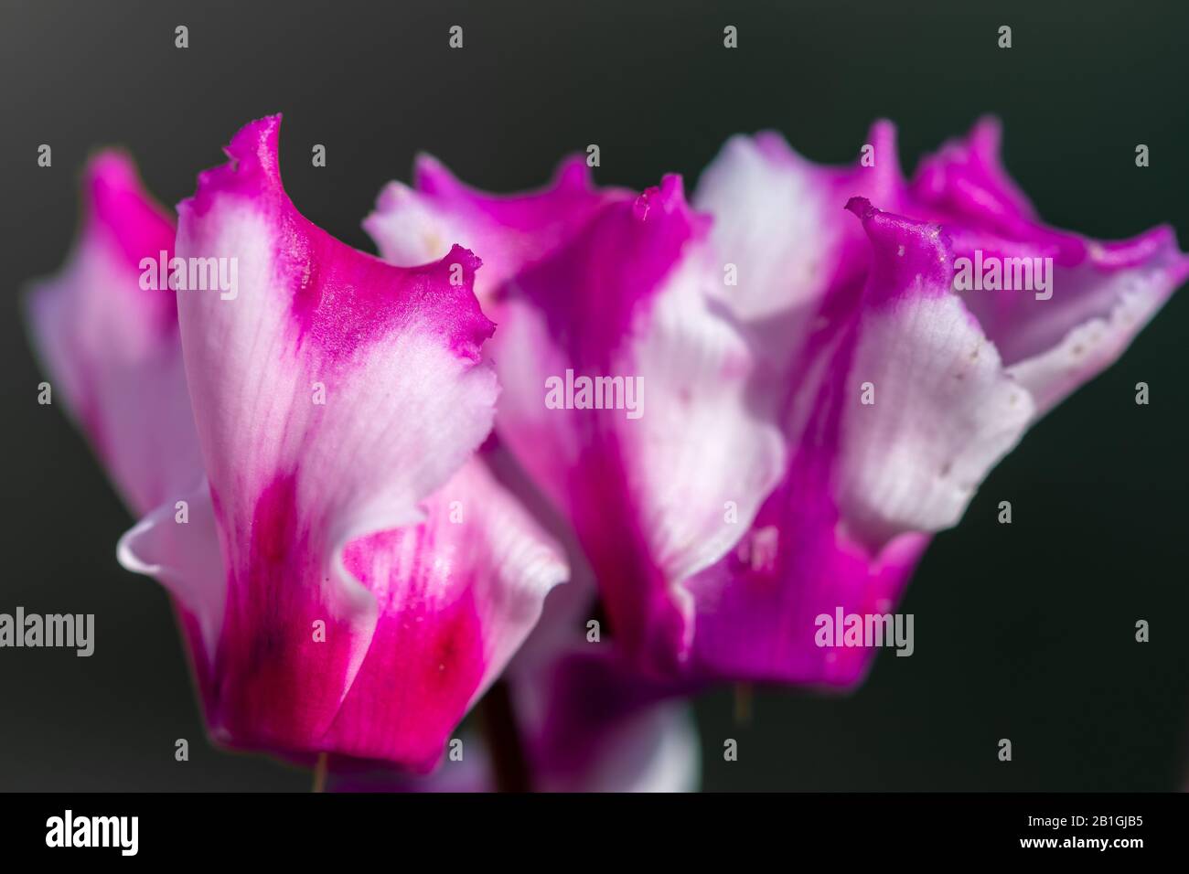 2019 Sweet Rainbows 1pk new Flower seeds Urban Garden Collection Aquilegia