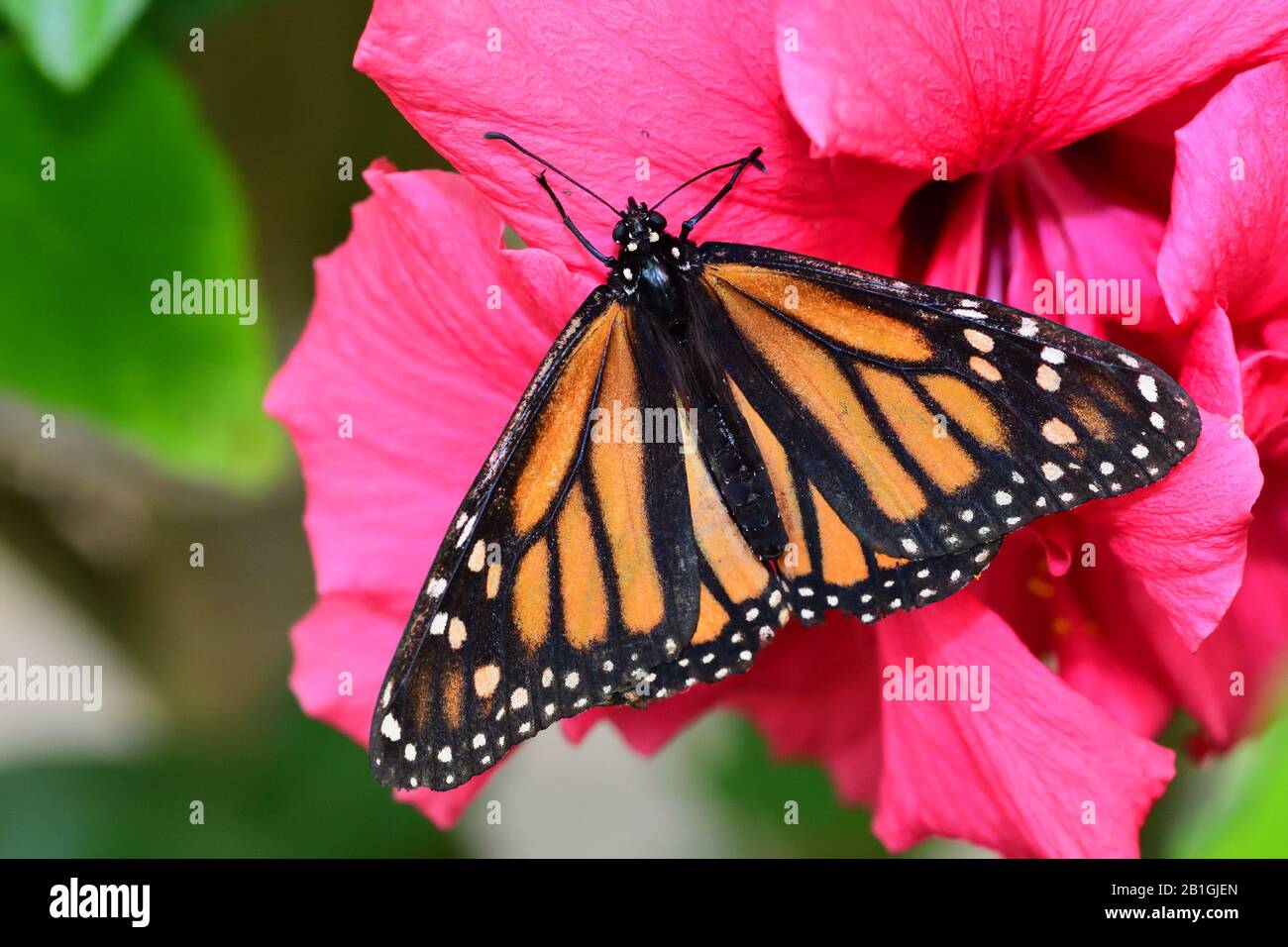 Close up of a monarch butterfly (danaus plexippus) on a pink flower ...
