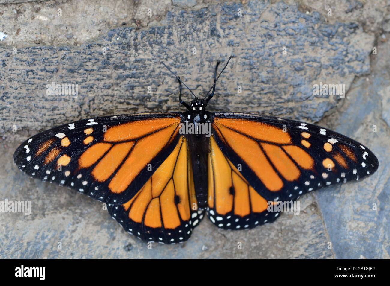 Close up of a monarch butterfly (danaus plexippus Stock Photo - Alamy