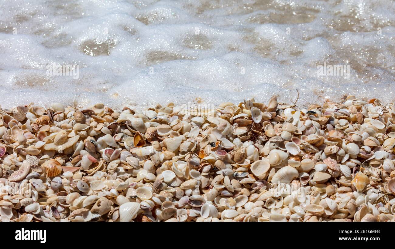 Wave touched shell mountain on the beach, Sanibel Island, Florida, USA Stock Photo