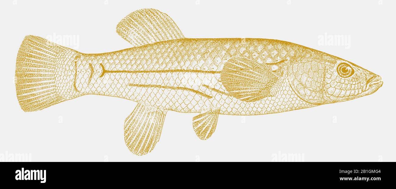Female striped killifish, fundulus majalis, a fish from north america in side view Stock Vector