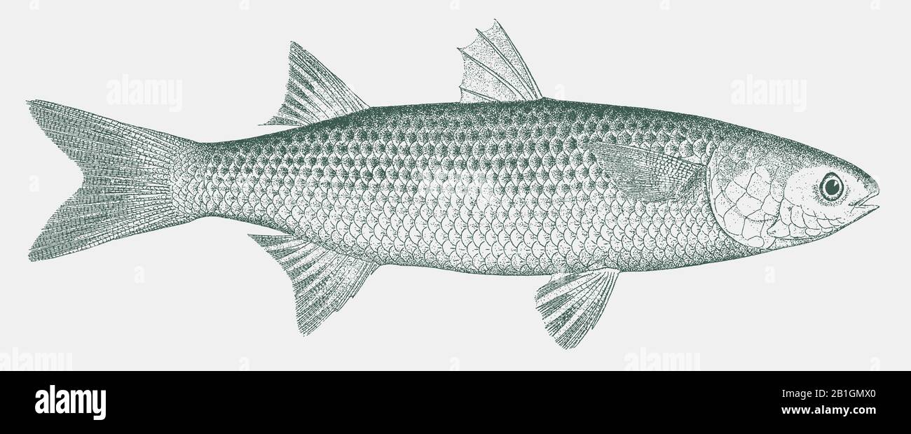 Flathead grey mullet, mugil cephalus, an important food fish in side view Stock Vector