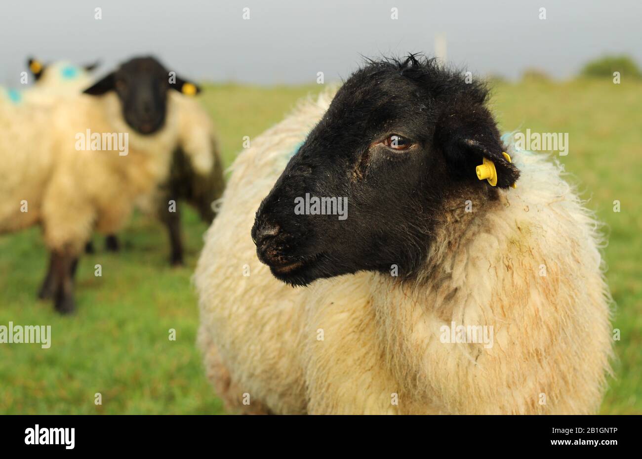 Suffolk Sheep Lamb close up side profile - Stock Photo