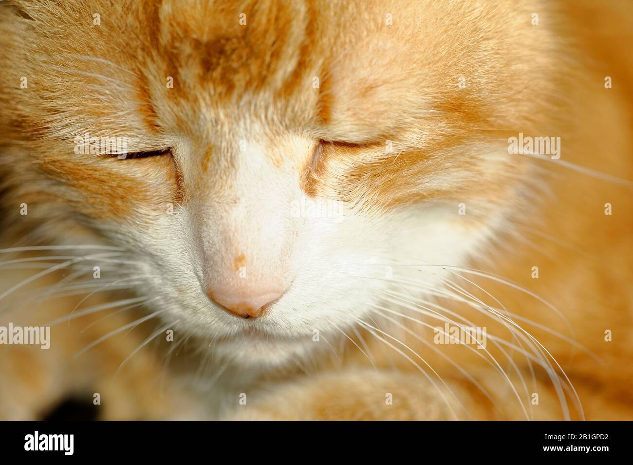 Haus Kater Yujing allein zu Hause, Hannover Stock Photo