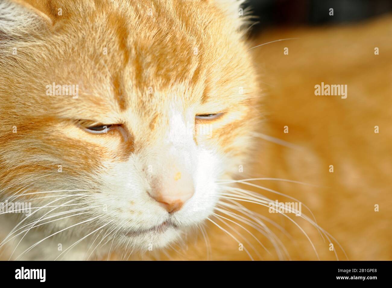 Haus Kater Yujing allein zu Hause, Hannover Stock Photo