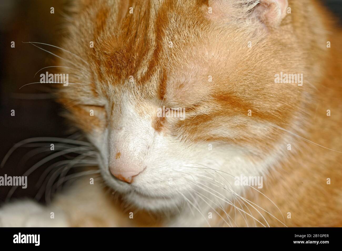 Haus Kater Yujing allein zu Hause, Hannover Stock Photo