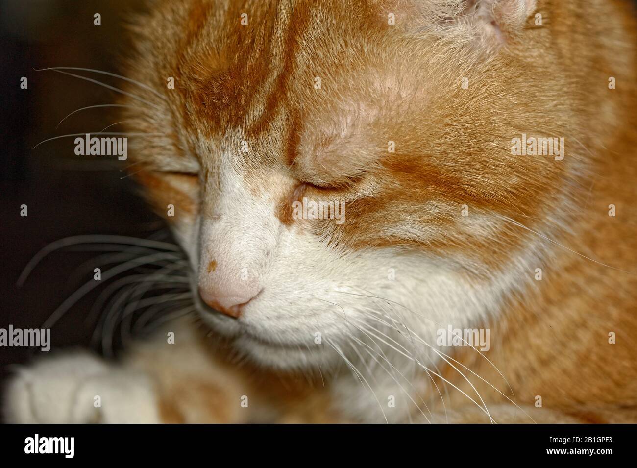 Haus Kater Yujing allein zu Hause, Hannover Stock Photo