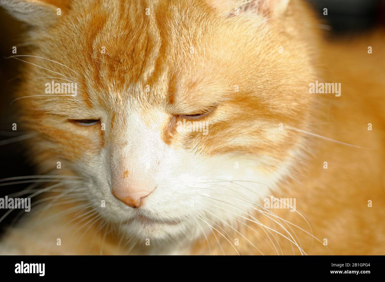 Haus Kater Yujing allein zu Hause, Hannover Stock Photo