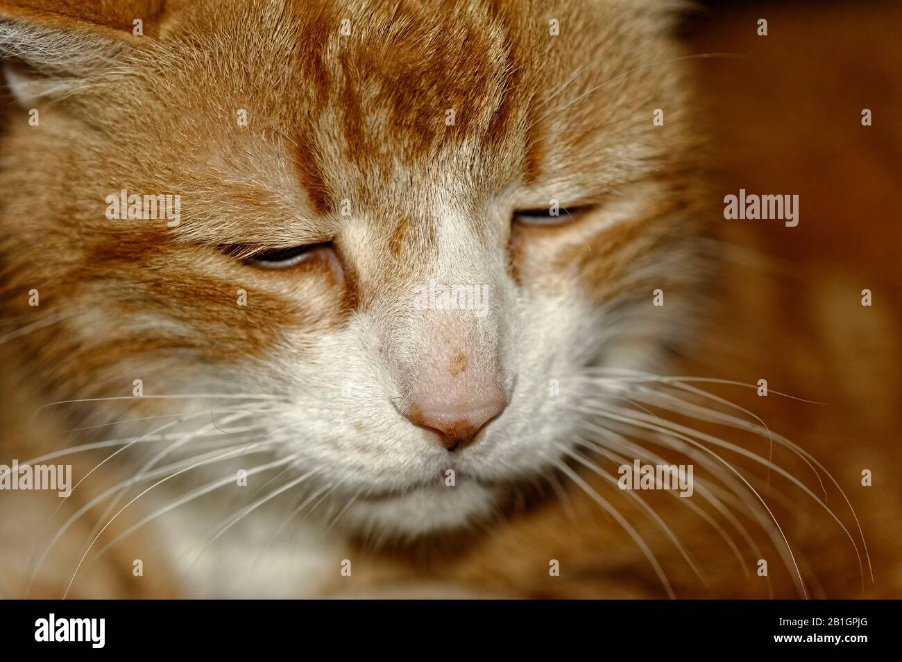 Haus Kater Yujing allein zu Hause, Hannover Stock Photo