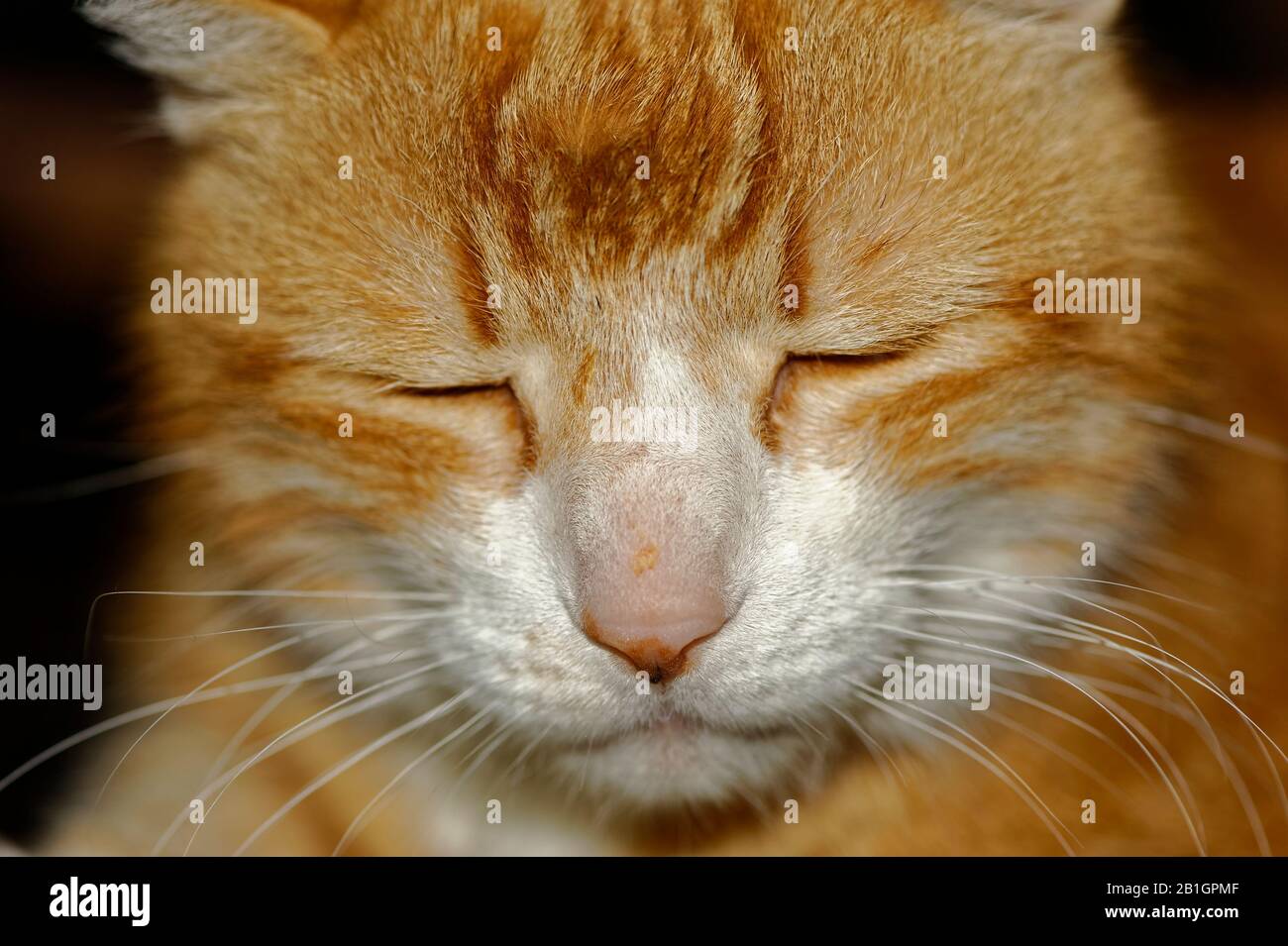 Haus Kater Yujing allein zu Hause, Hannover Stock Photo