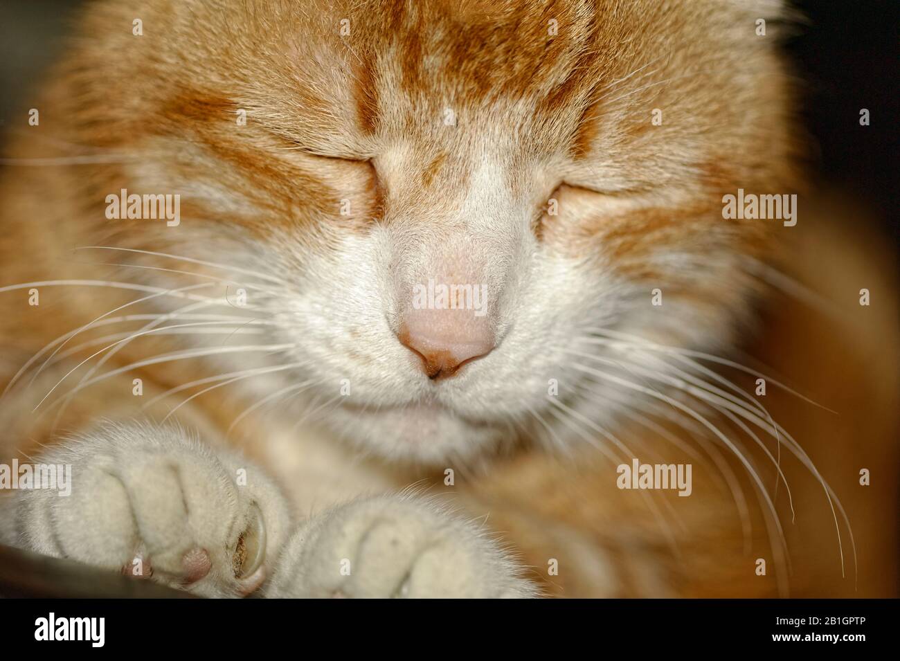 Haus Kater Yujing allein zu Hause, Hannover Stock Photo