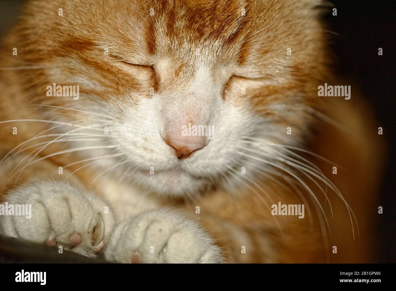 Haus Kater Yujing allein zu Hause, Hannover Stock Photo