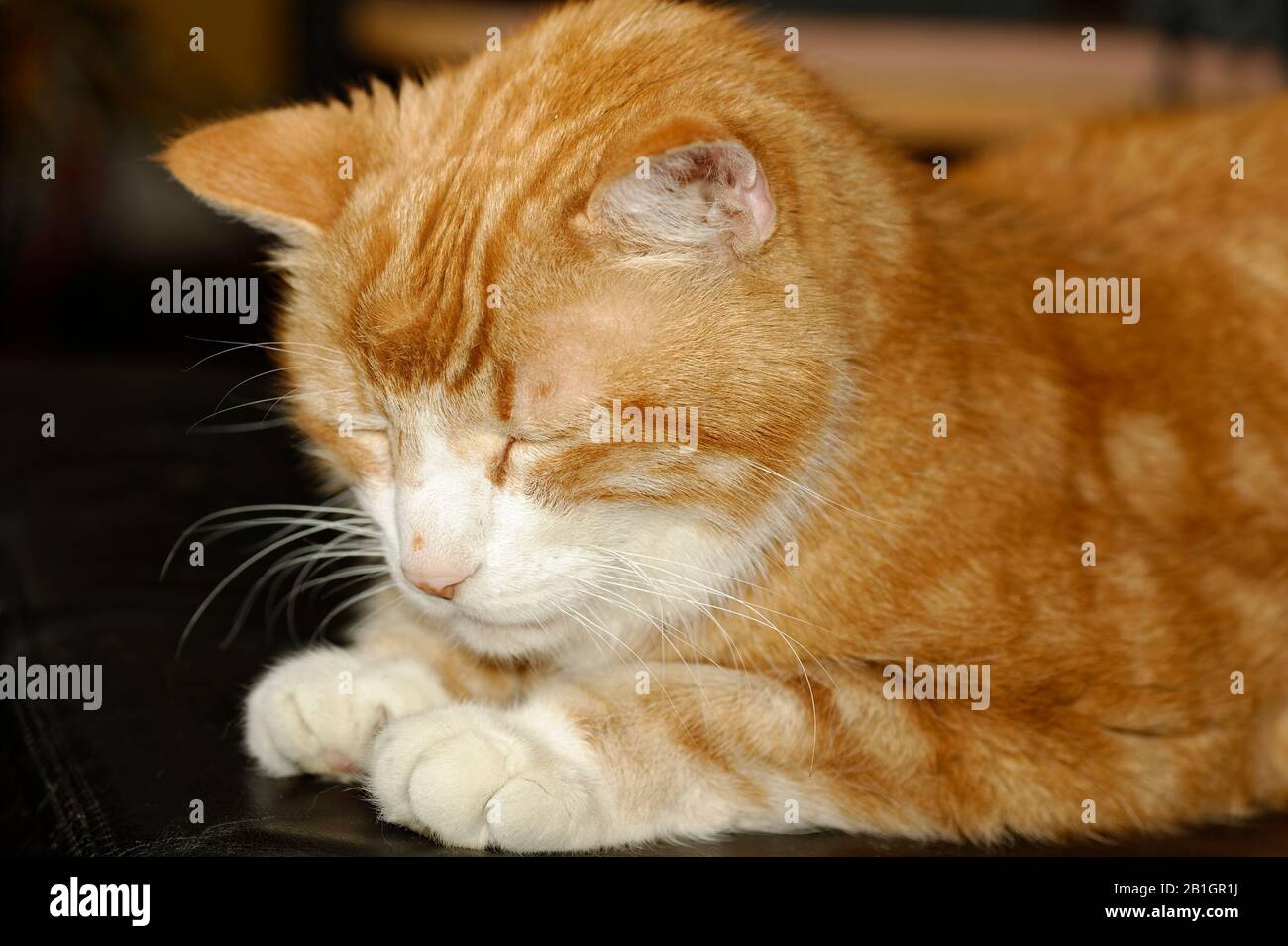 Haus Kater Yujing allein zu Hause, Hannover Stock Photo