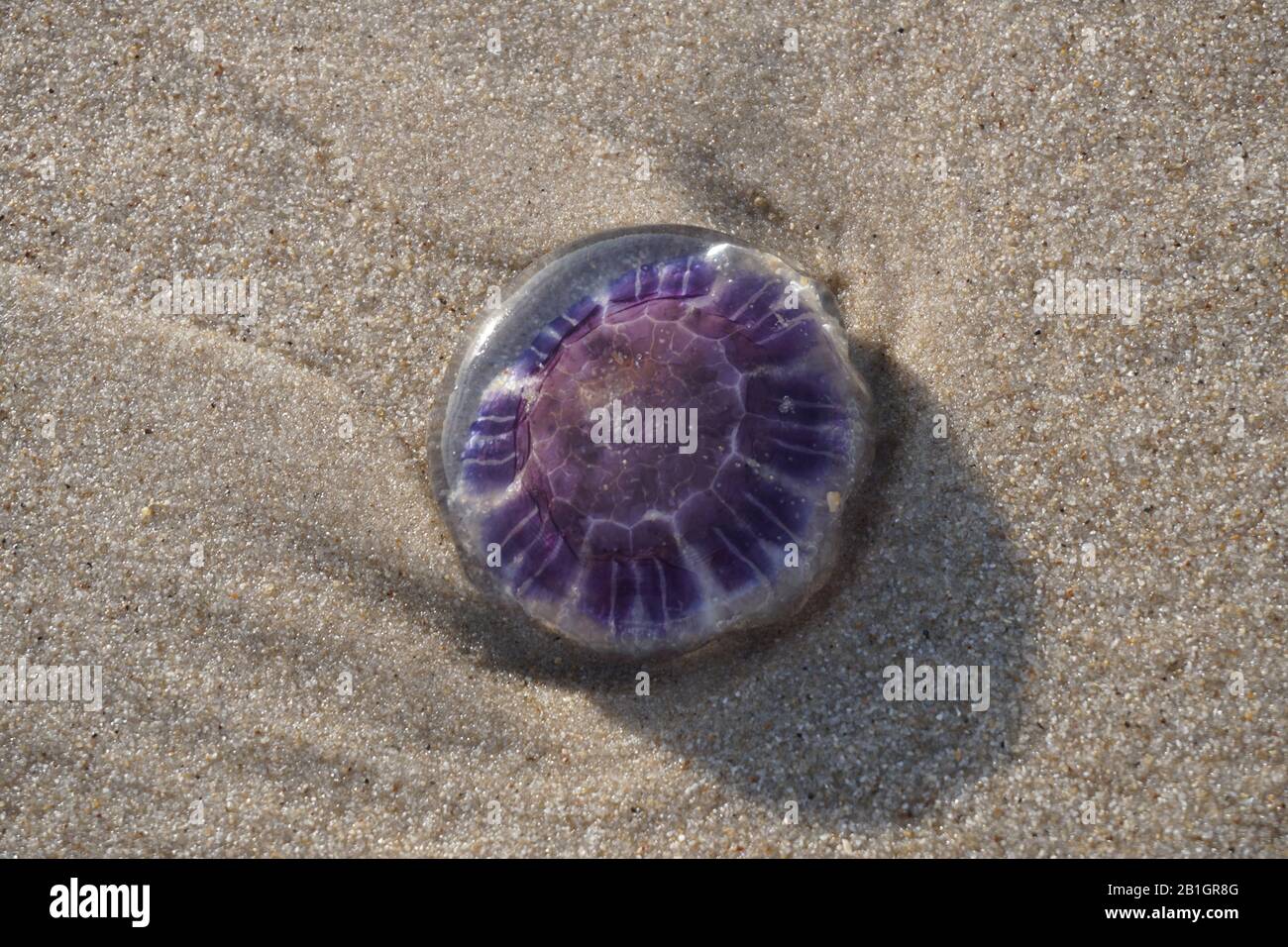 Purple yellyfish at the beach in Rantum Stock Photo