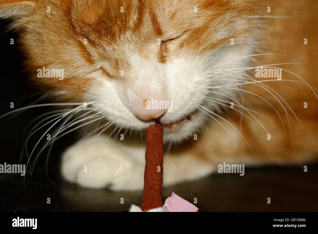 Haus Kater Yujing allein zu Hause, Hannover Stock Photo