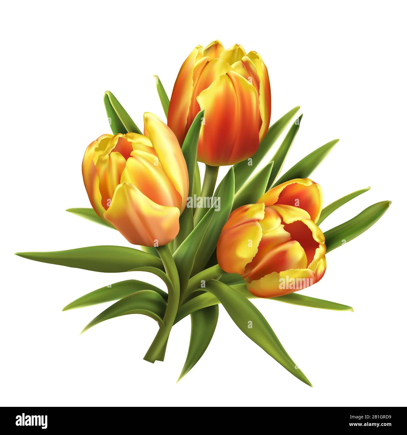 Tulip pistil Stock Vector Images Alamy