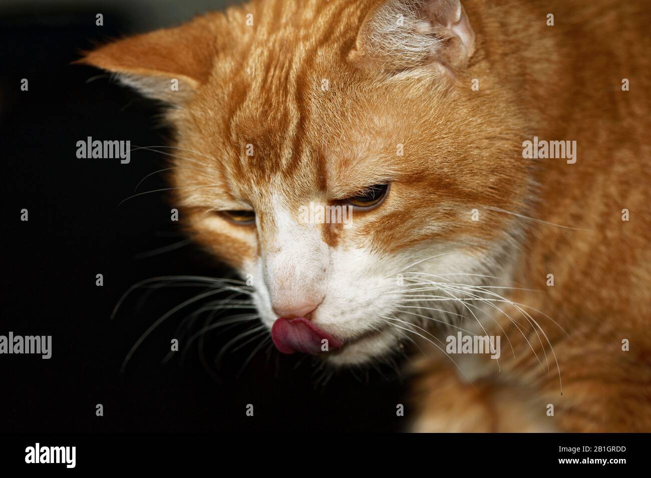 Haus Kater Yujing allein zu Hause, Hannover Stock Photo