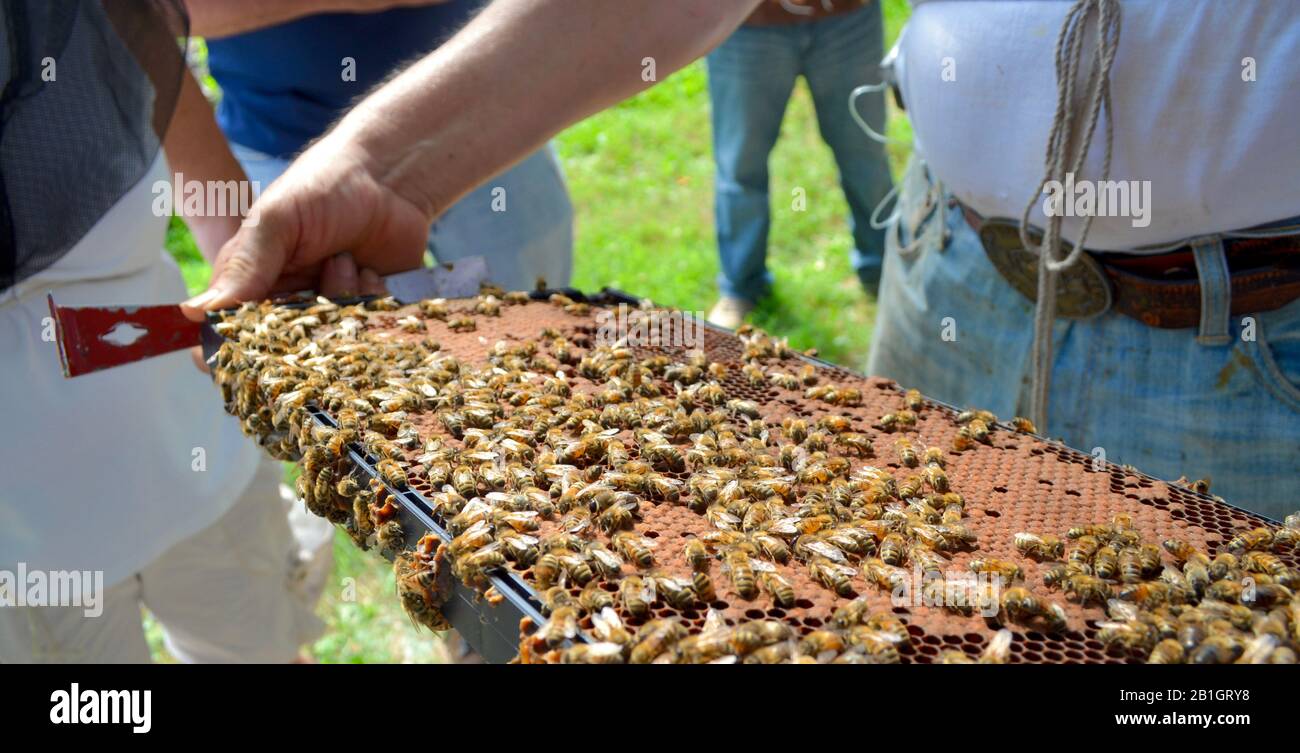 A master beekeeper inspects a brood frame with student beekeepers. Stock Photo