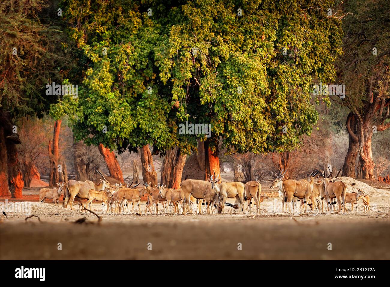 Herd of Common Eland - Taurotragus oryx also the southern eland or eland antelope, savannah and plains antelope found in East and Southern Africa, fam Stock Photo