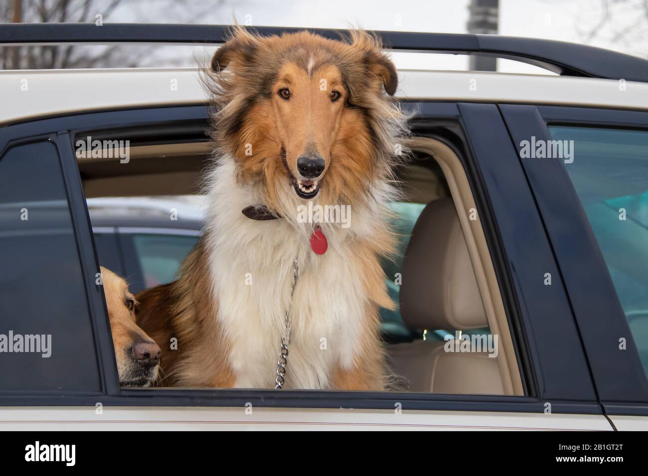 Beautiful Collie Dog looks out car window with wind blowing its hair while golden retriever peeks out beside it Stock Photo