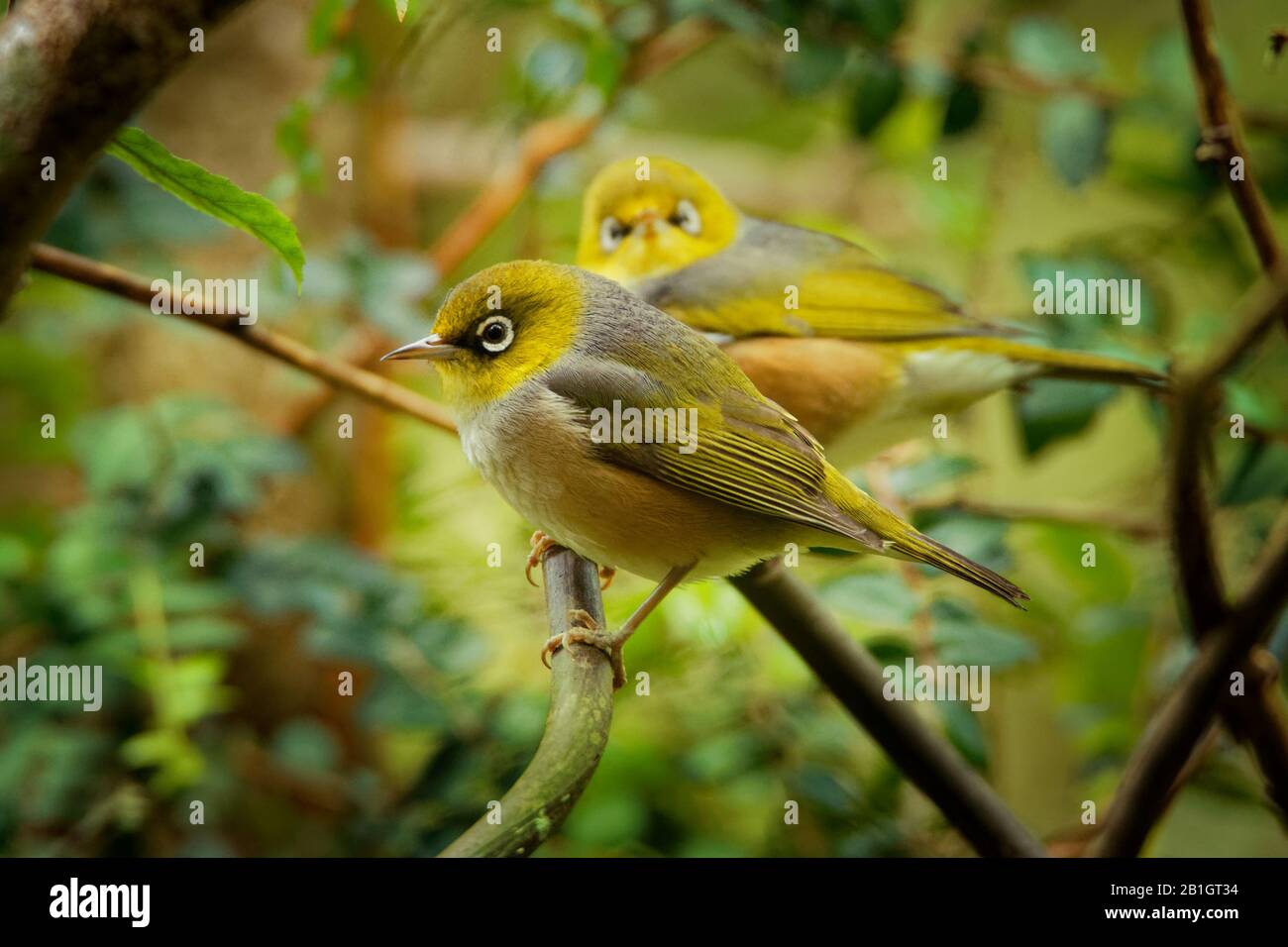 Zosterops lateralis - Silvereye - tauhou in the primeval forest in New Zealand. Stock Photo