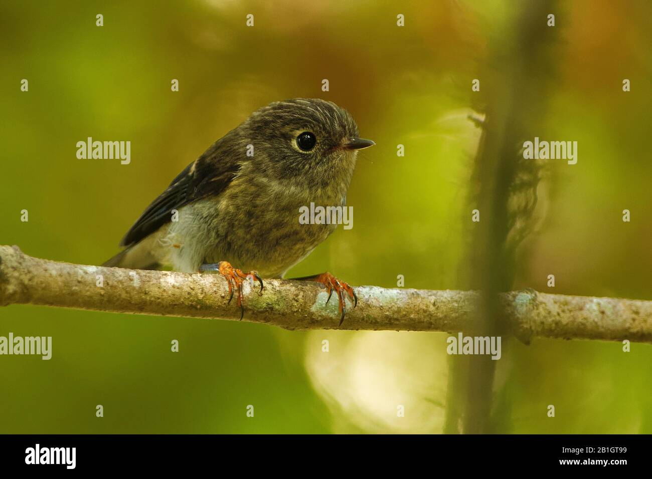 Petroica australis - South Island Robin - toutouwai - endemic New Zealand forest bird sitting on the branch in the forest. Stock Photo