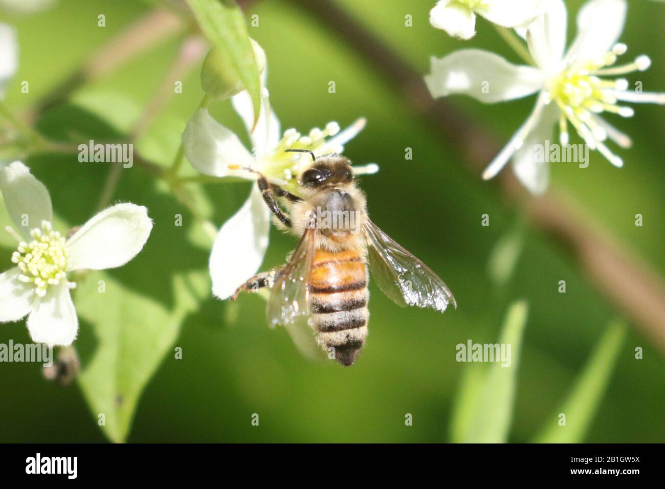 Honeybees on wildflowers Stock Photo - Alamy