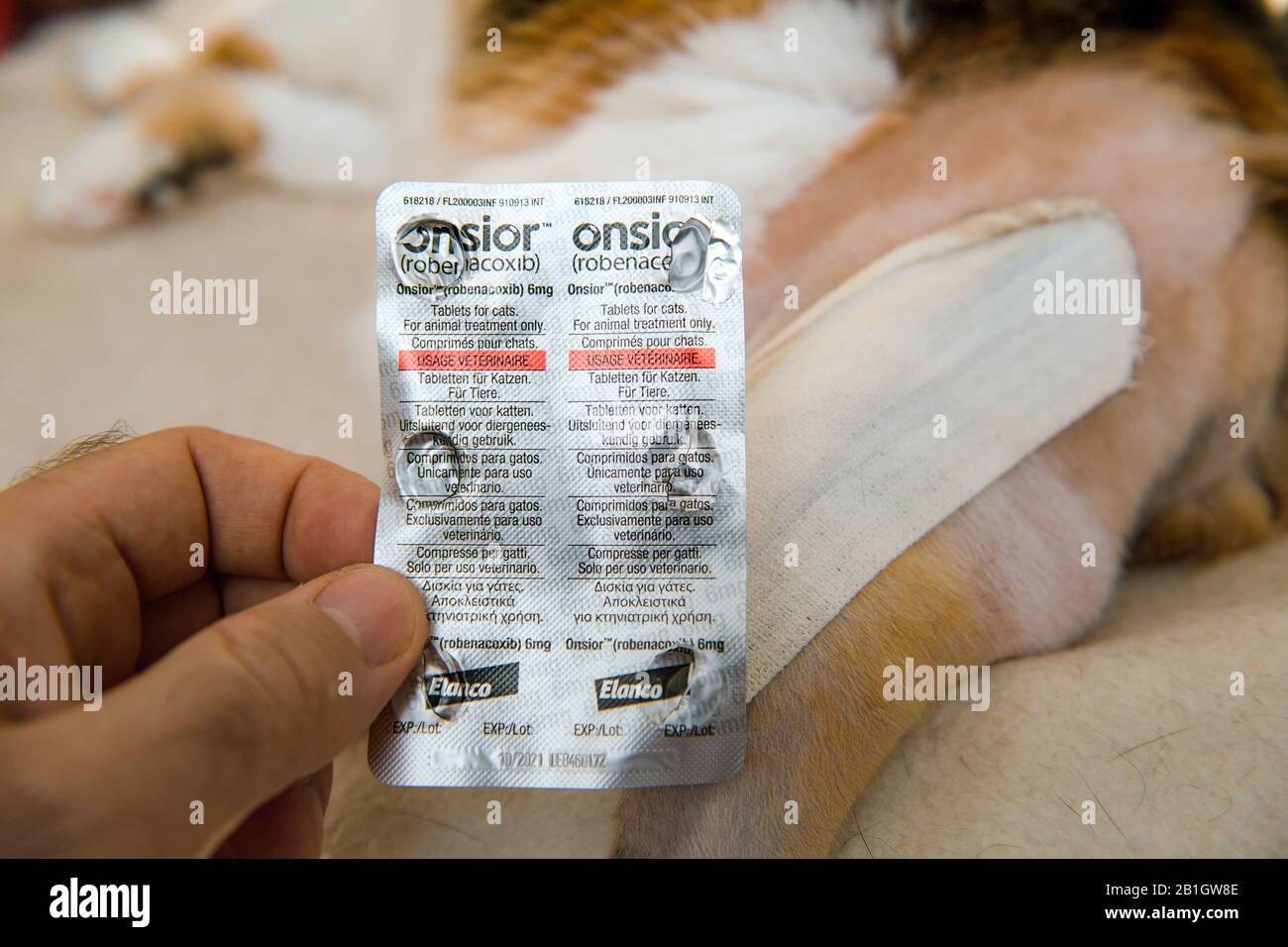 Paris, France - Jul 20, 2019: Overhead view of cat after surgery operation  vet cabinet visit rehabilitation after medical intervention on ankle  prosthesis man holding Onsior Robenacoxib pills blister Stock Photo - Alamy