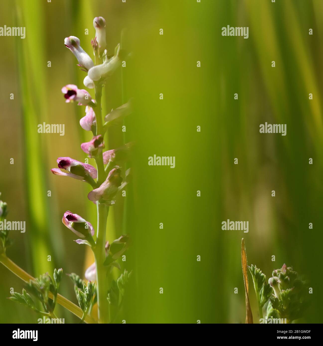 Small plant with pink wild flowers hidden in a green cereal field Stock Photo