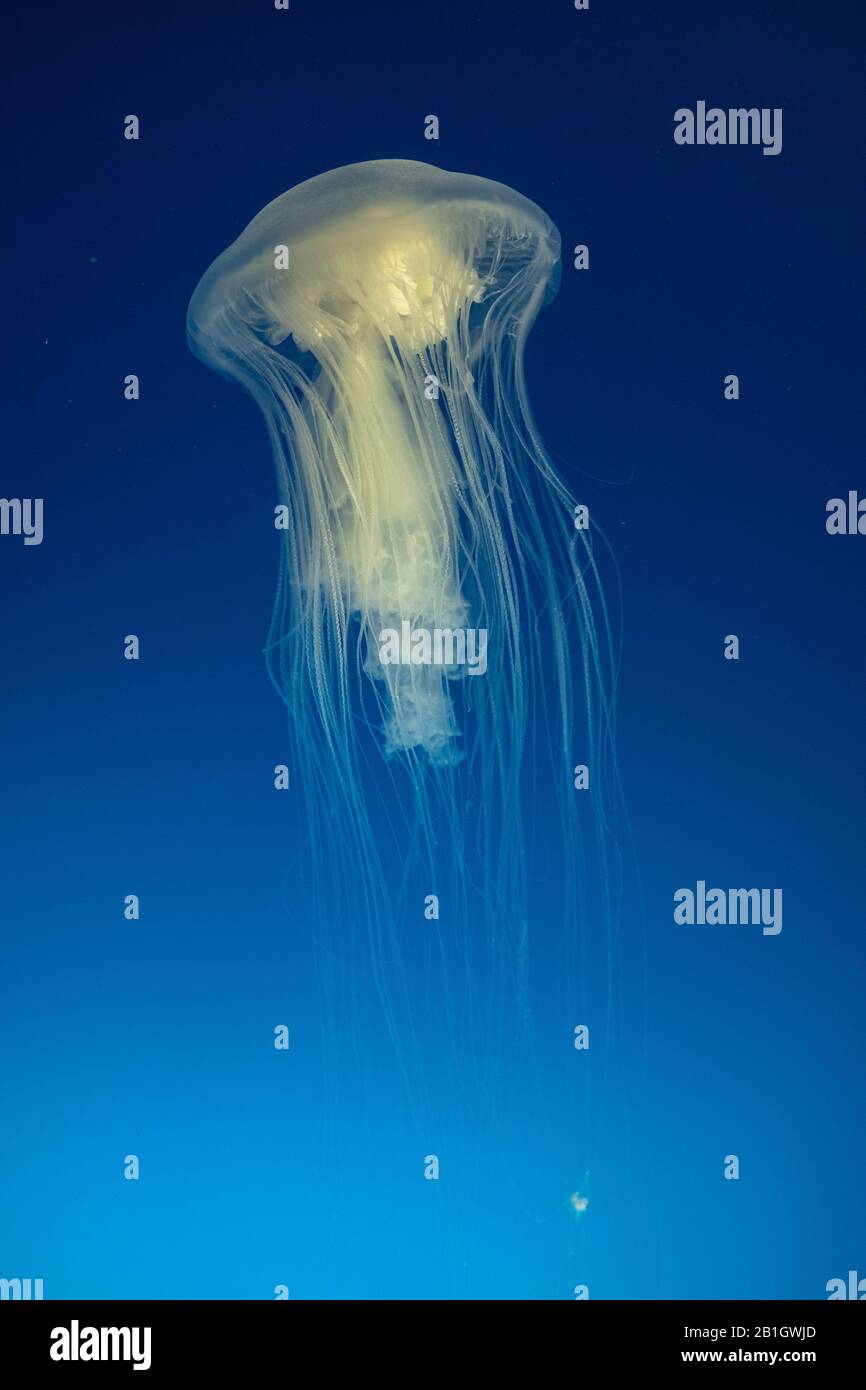 Amakusa jellyfish  (cf. Sanderia malayensis ), swimming, side view, USA, California Stock Photo