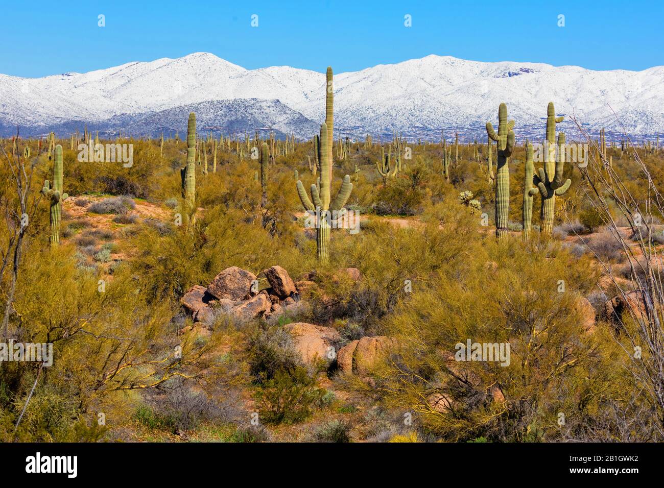 saguaro cactus (Carnegiea gigantea, Cereus giganteus), many saguaros in front of snow-covered mountain range in spring, USA, Arizona, Sonorawueste, Phoenix Stock Photo