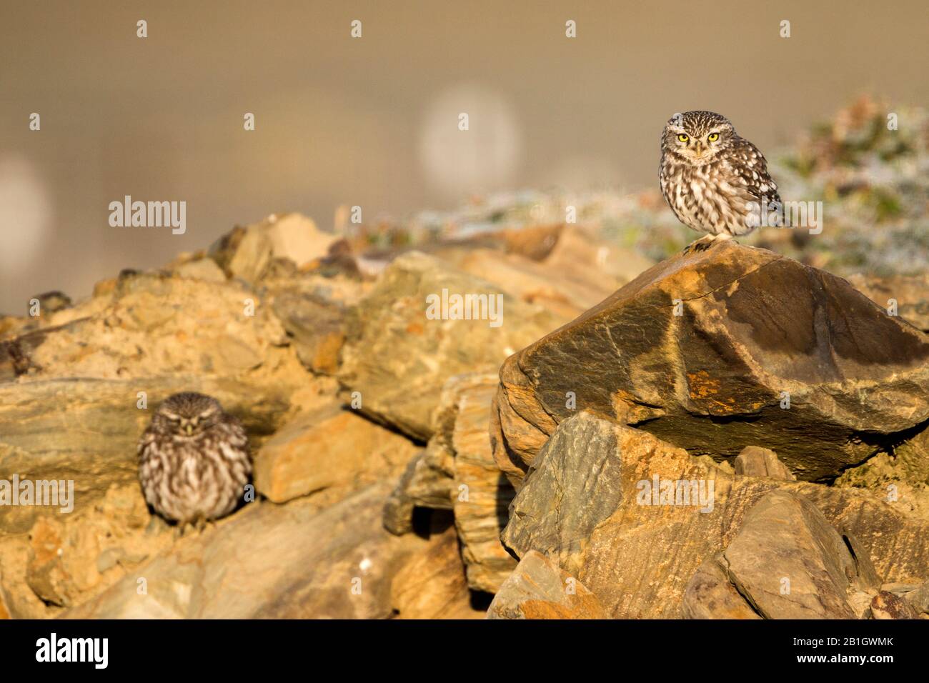 West European Little Owl (Athene noctua vidalii, Athene vidalii), pair on the ground, Spain Stock Photo