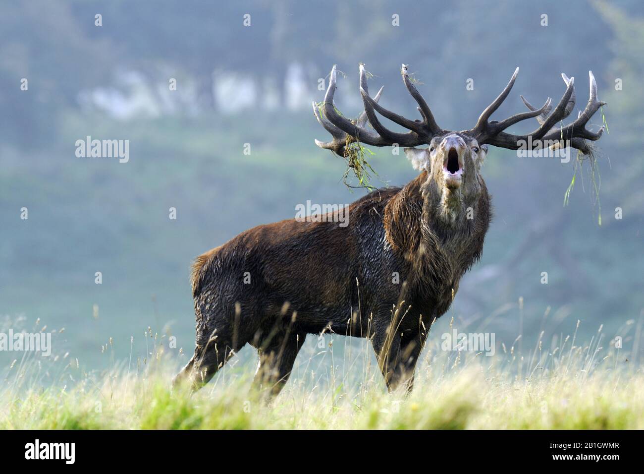 red deer (Cervus elaphus), rutting stag belling in a clearing, Denmark, Zealand (Denmark) Stock Photo